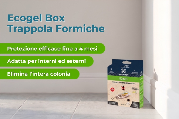 formiche in casa
